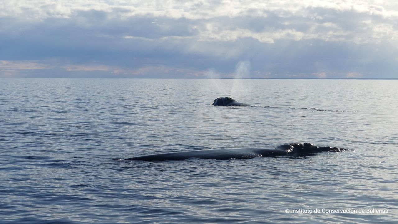Las primeras ballenas ya llegan a Madryn y anuncian una nueva temporada