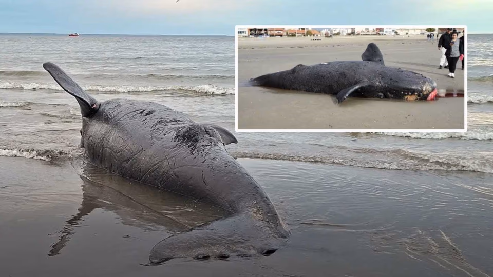 Hallan dos crías de ballena franca austral muertas en Puerto Madryn