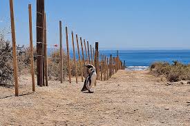 Fallo clave por la masacre de pingüinos en Chubut
