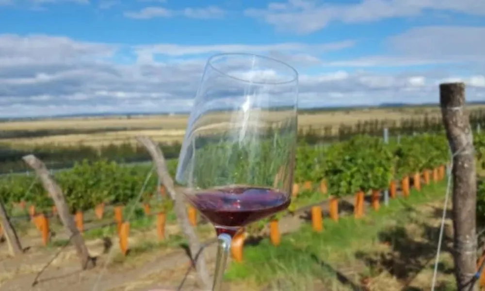 Crecimiento del enoturismo en Puerto Madryn con vinos australes