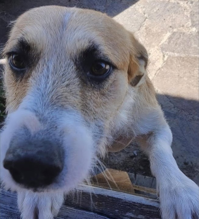 Prohíben registrar la entrega del perro Perejil en el traslado a un refugio