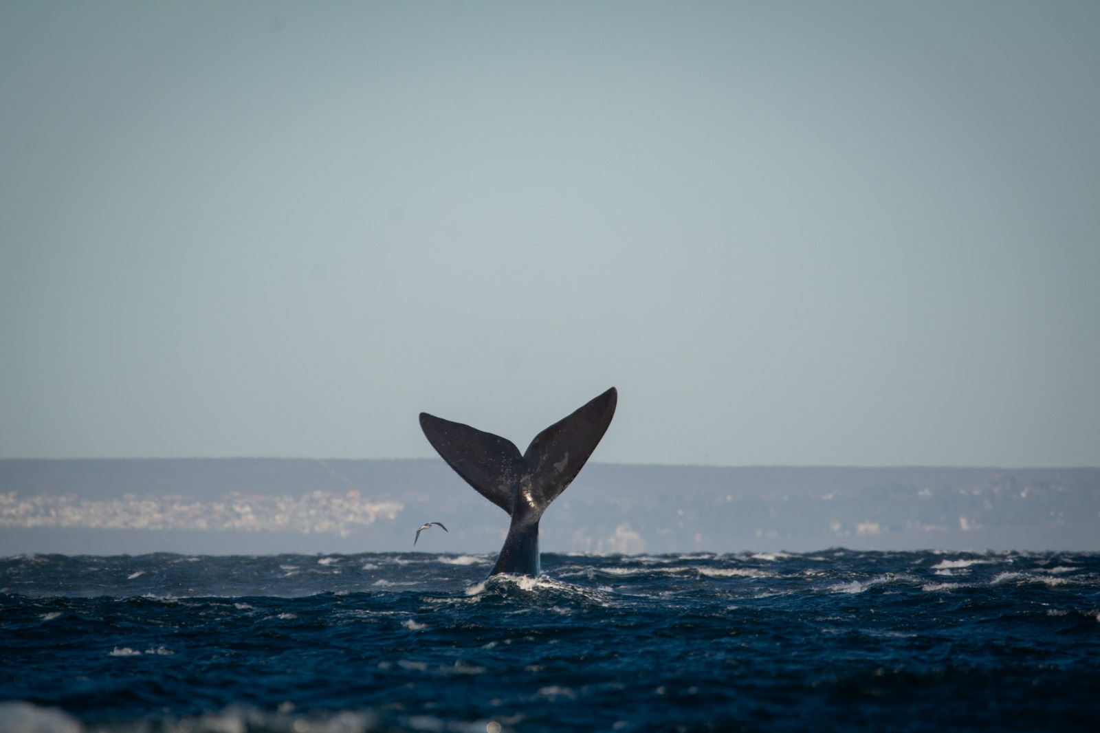 ¿Cuándo llegan las ballenas a Puerto Madryn en 2026?