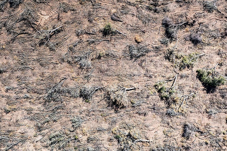La deforestación avanza en el norte argentino: alerta por 40 mil hectáreas perdidas
