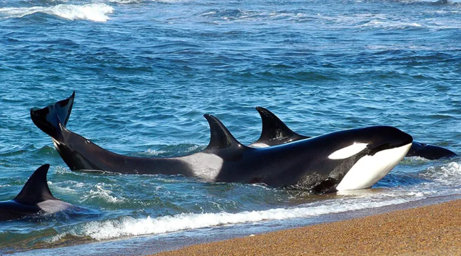 Península Valdés abre temporada de orcas con tarifas sin cambios