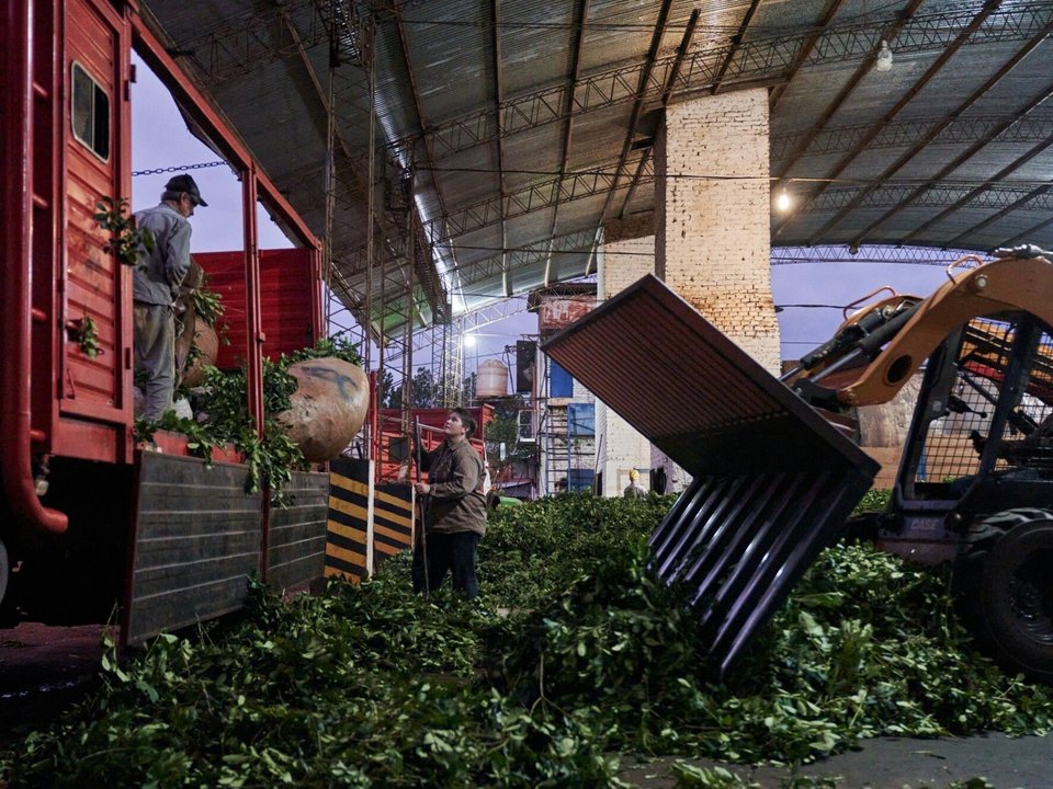 La cosecha de yerba mate cayó un 20% en julio, afectando a productores