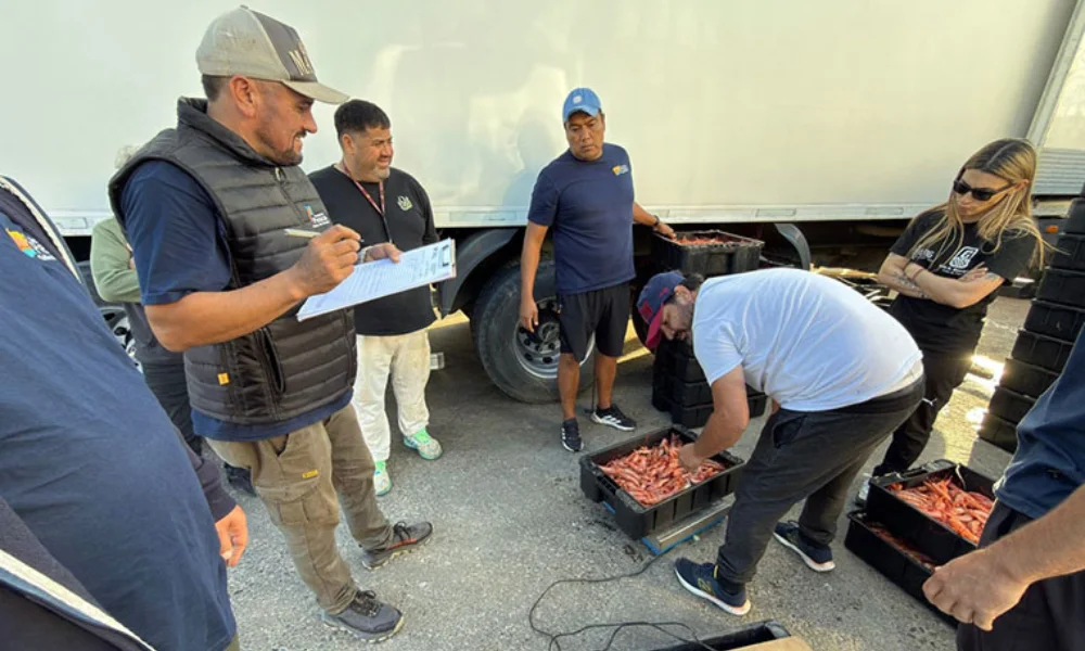 Unos hombres revisan cajones con langostinos junto a un camión blanco, uno de ellos anota en una planilla.