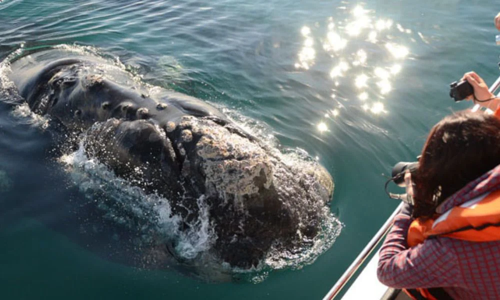 Encuentro en Puerto Pirámides celebra 30 años del Instituto de Conservación de Ballenas