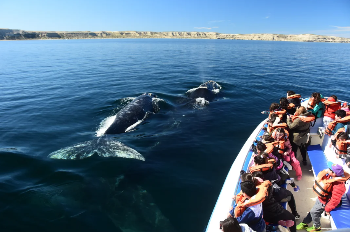 Cuánto cuesta ver ballenas en 2026 y qué opciones hay en Puerto Pirámides
