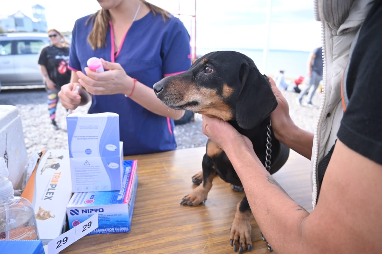 Madryn recuerda las normas para pasear perros: prohibición en la playa y horarios en la rambla