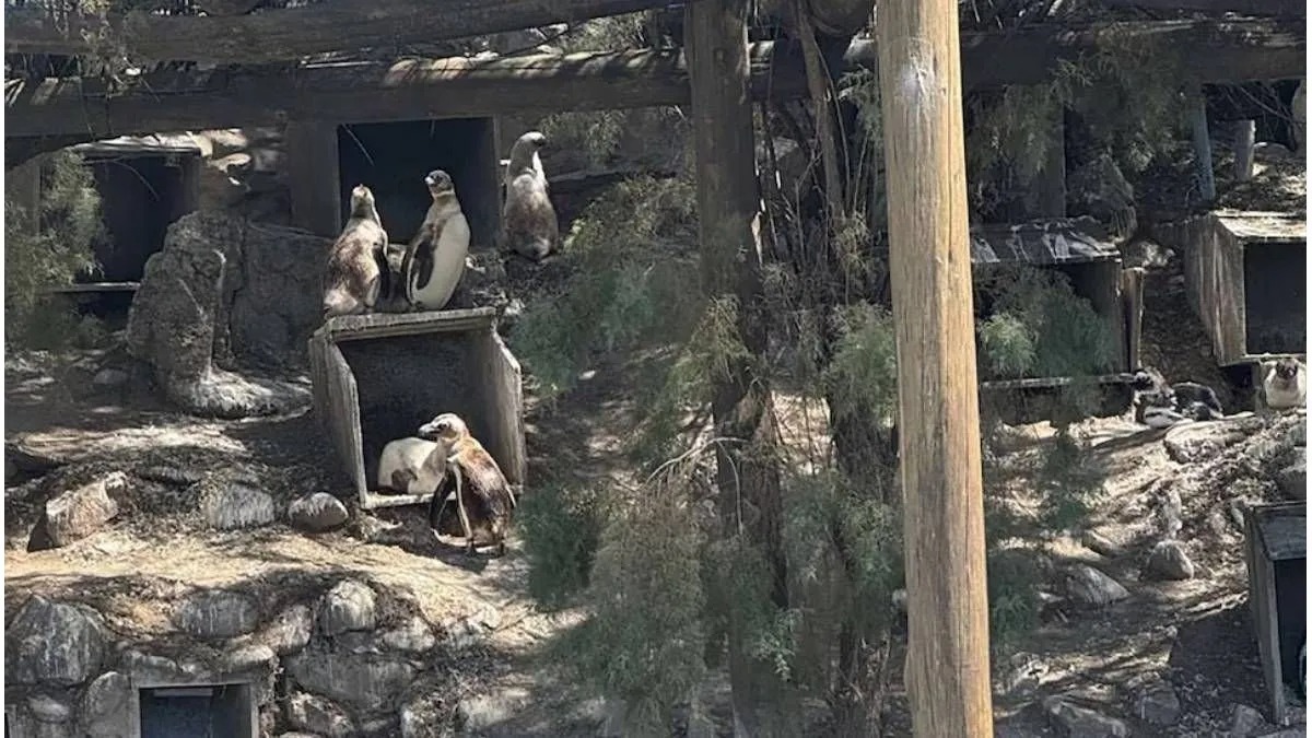 El destino incierto de más de 60 pingüinos tras el cierre del Aquarium de Mar del Plata