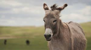 Carne de burro: debate por un nuevo proyecto productivo