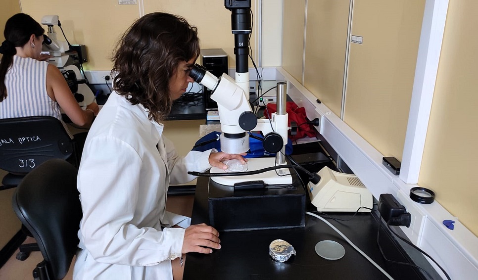 Detectan microplásticos en el Golfo Nuevo y analizan su origen
