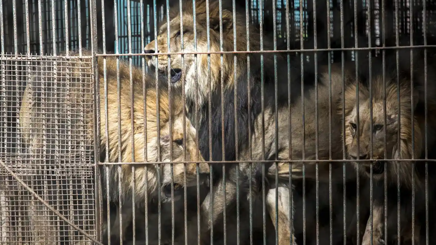 Trasladan a 30 felinos del ex Zoológico de Luján a santuarios internacionales