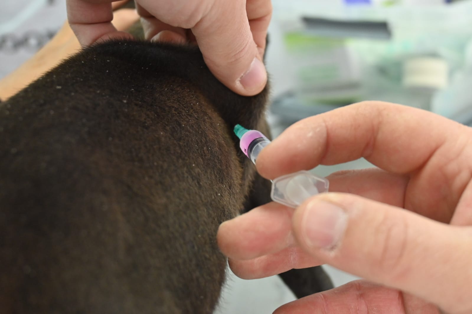 Cuidado animal en los barrios: vacunación y castraciones gratuitas en Madryn