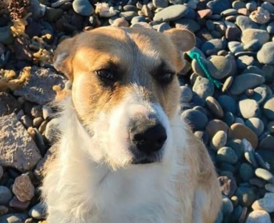 El perro 'Perejil' será trasladado a un refugio en Trelew por decisión judicial