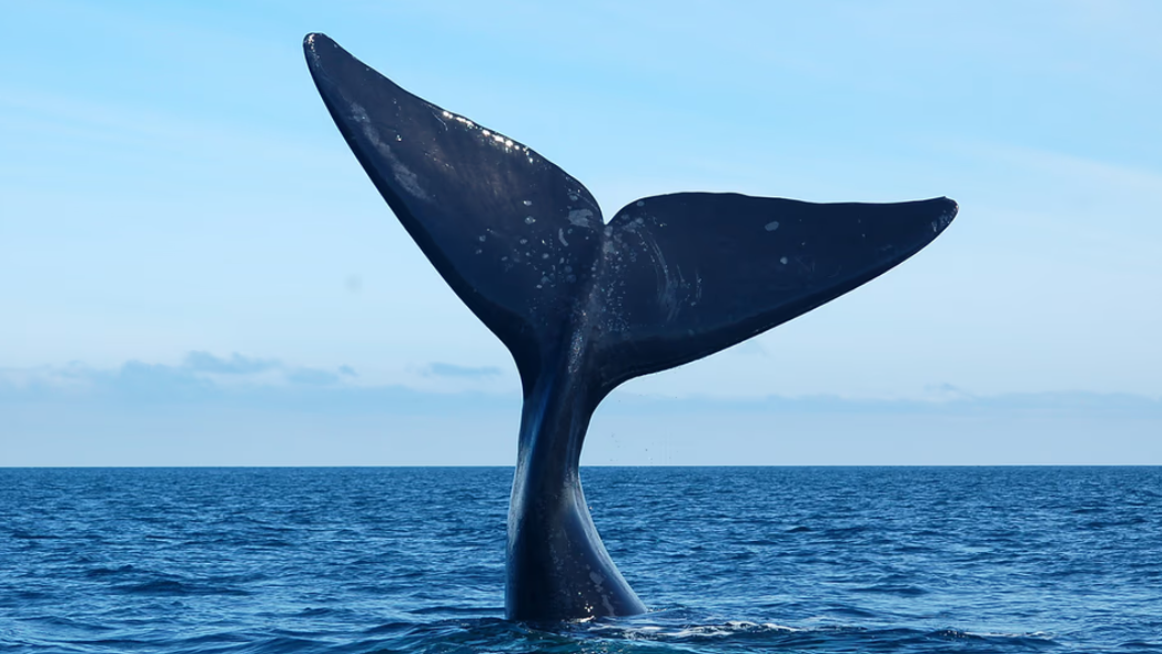 Chubut inaugura la temporada de ballenas con promociones y beneficios para residentes