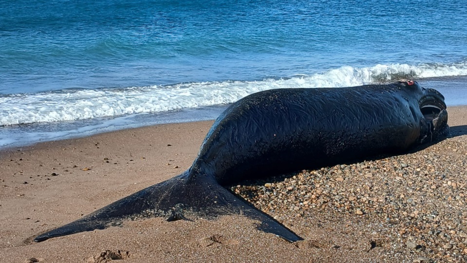 Hallaron una cría de ballena sin vida en Playa Las Canteras