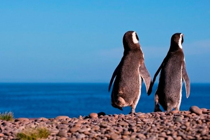 La ciudad celebra el Día del Pingüino con una jornada abierta