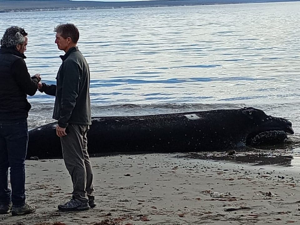 Segundo ballenato muerto encontrado en Puerto Madryn en 24 horas