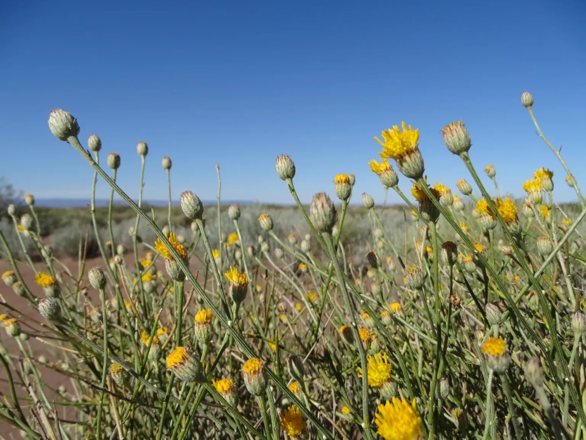 Vista de arbustos con flores amarillas y botones verdes en un paisaje árido bajo un cielo azul.